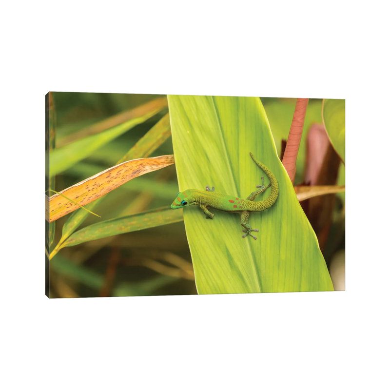 USA, Hawaii, Akaka Falls State Park. Gecko On Large Leaf. by Jaynes Gallery - Wrapped Canvas Print, 20.32cm H x 30.48cm W