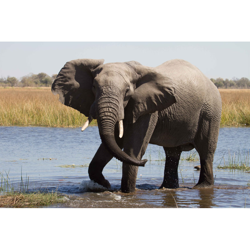 Elephant In Chobe - Wrapped Canvas Print, 30cm H x 46cm W x 3.8cm D