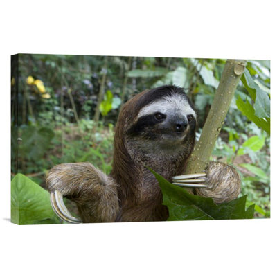 " Brown-Throated Three-Toed Sloth Male "