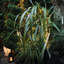 String Lights-811002113