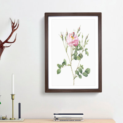 Rusty Pink Rose by Pierre-Joseph Redoute - Picture Frame Painting Print