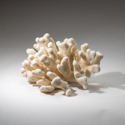 Genuine White Cat's Paw Coral (5.5 Lbs)