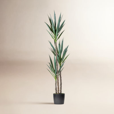 Yucca Tree in Pot