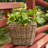 Square Tapered Planter With Plastic Insert