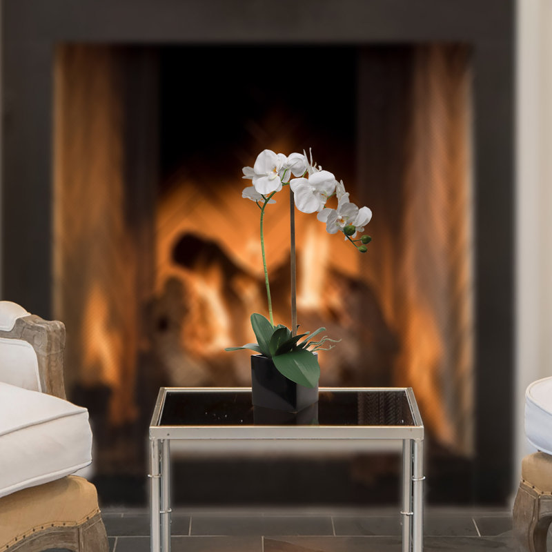 Élégante orchidée phalaenopsis blanche dans un pot noir de 5 po, décor floral idéal pour la maison, le bureau et les événements