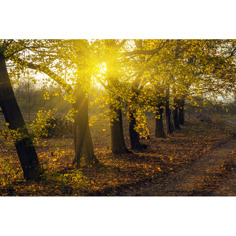 Gandy Autumn Forest by BalazsKovacs - Wrapped Canvas Print, 81cm H x 122cm W x 3.8cm D