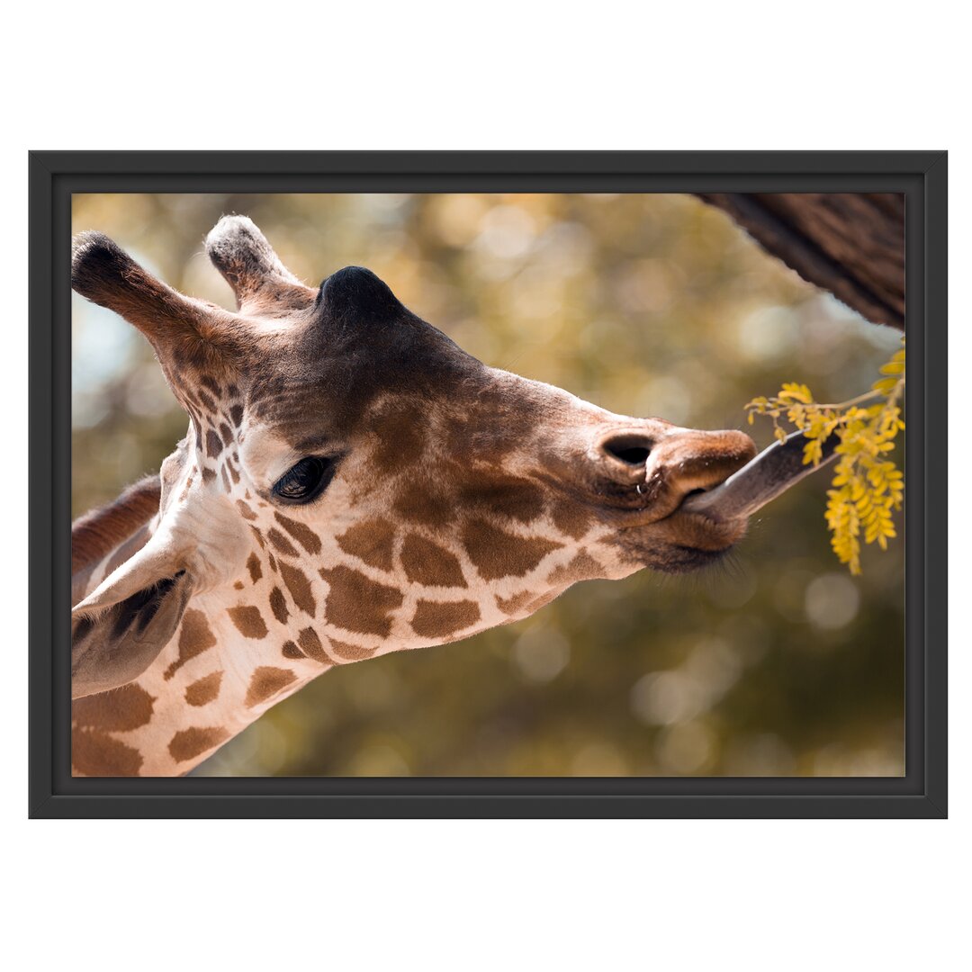 Gerahmtes Wandbild Giraffe Gesicht