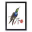 Furcated Hummingbird by George Shaw - Framed Print-55620657-55620661