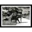 African Elephants Giclee Print by Lisa Pevaroff