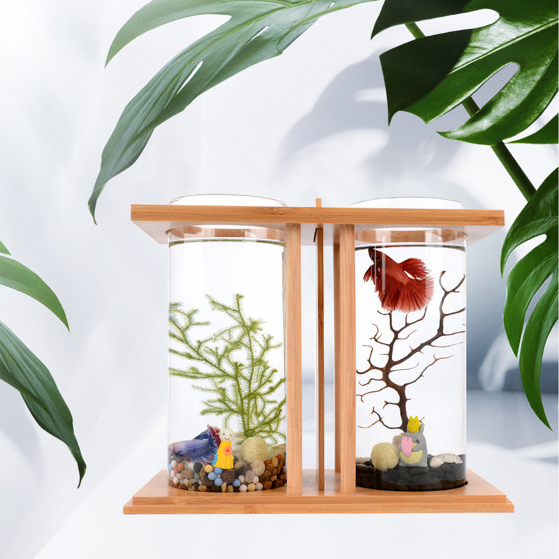 Mini aquarium Betta
