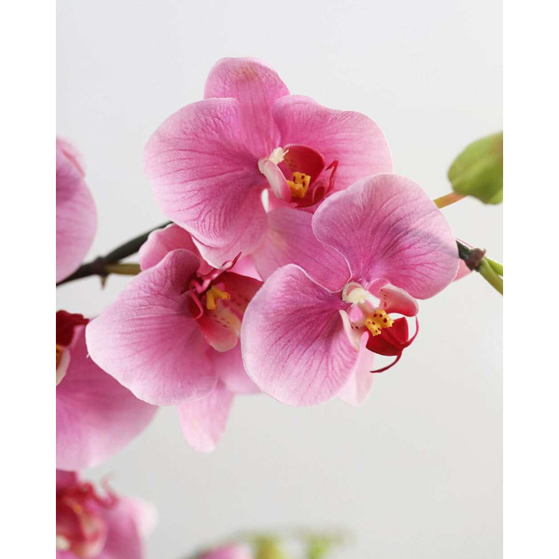 Pink Flowering Phalaenopsis Orchid 34", White, 34" H x 4" W