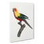 A Sun Parakeet by F. Levaillant - Wrapped Canvas-55368092