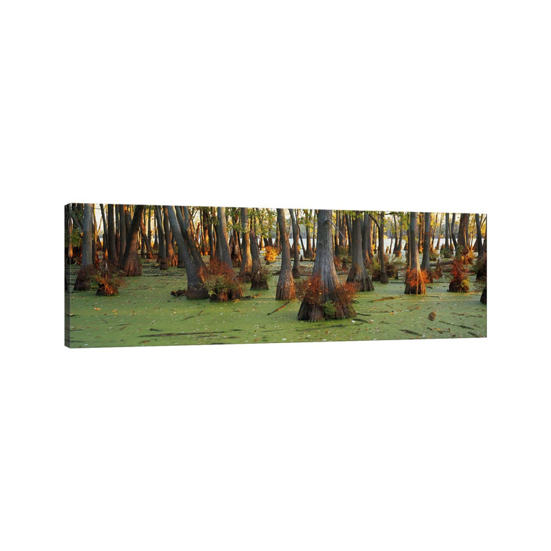 Bald Cypress Trees (Taxodium Disitchum) In A Forest, Illinois, USA - Wrapped Canvas Panoramic Print