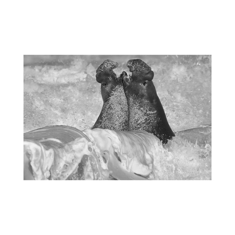 Northern Elephant Seal bulls fighting in surf, Piedras Blancas, California 1 Piece Wrapped Canvas Wall Art