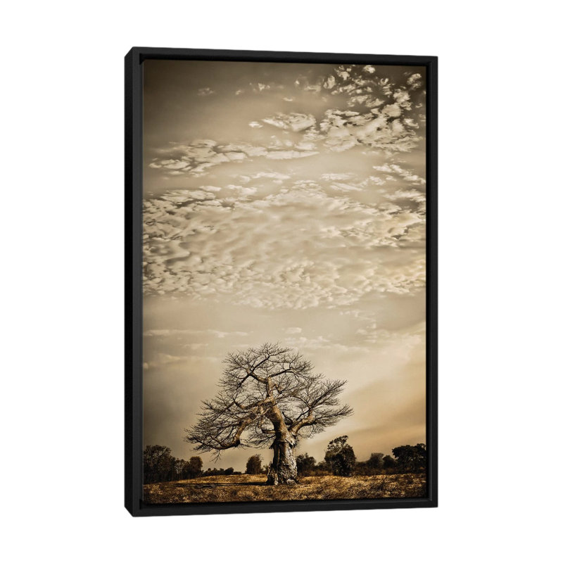 Baobab Hierarchy I by Klaus Tiedge - Print on Canvas, Black Framed, 152.5 cm H x 101.5 cm W