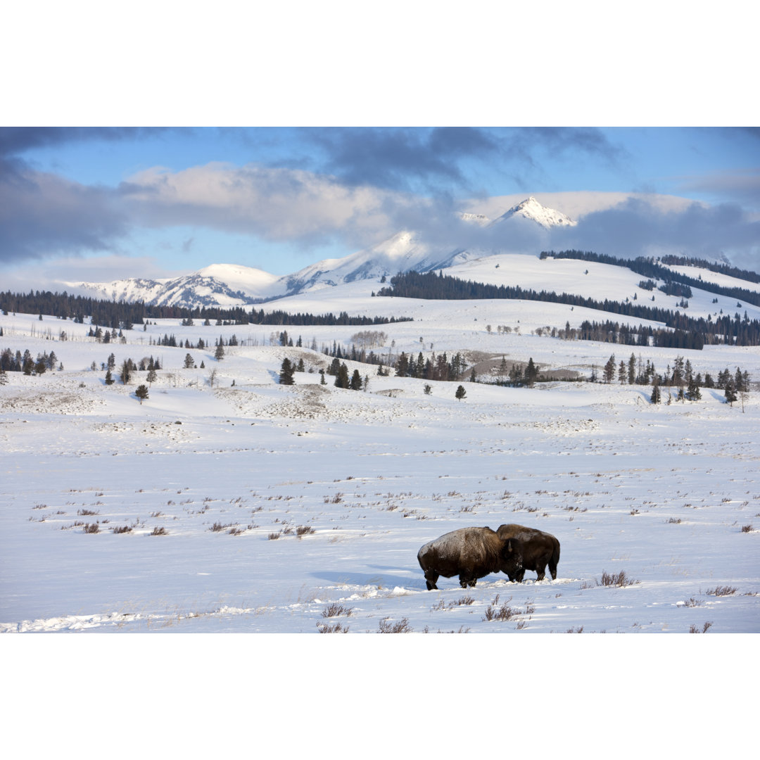 Bison In Yellowstone Mountain Range von Thejack - Kunstdrucke auf Leinwand ohne Rahmen