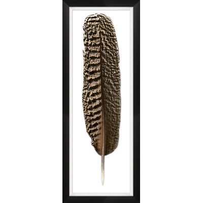 Mottled Peacock Feather 1 Print