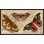 Butterfly Detail 2 Print