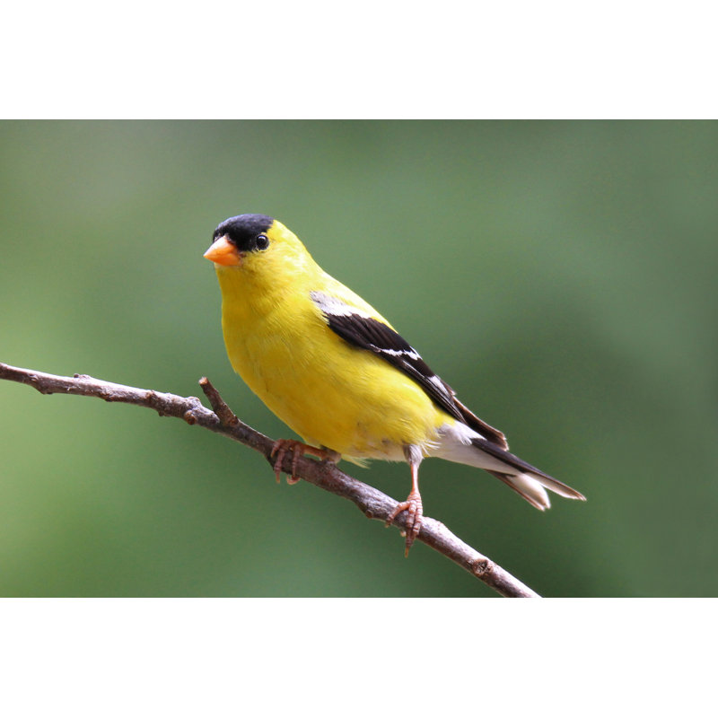 Perching Summer Goldfinch by Sue Feldberg - Wrapped Canvas Print, 51cm H x 76cm W