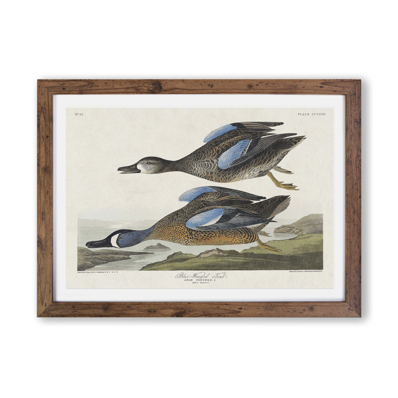 Blue-Winged Teal Ducks by John James Audubon - Framed Print, 33cm H x 45cm W x 2cm D, Walnut
