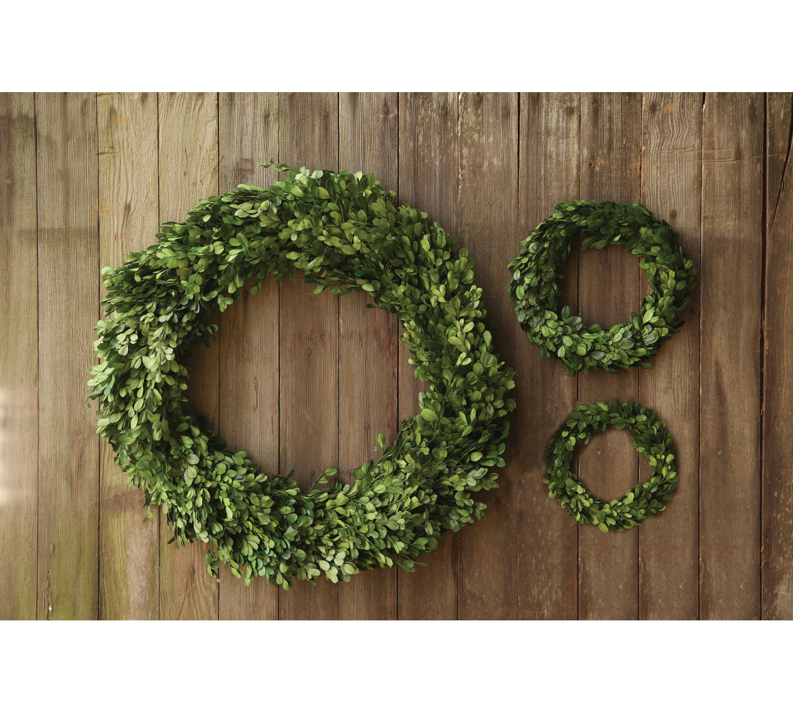 Preserved Boxwood Wreath, 6" W x 6" D