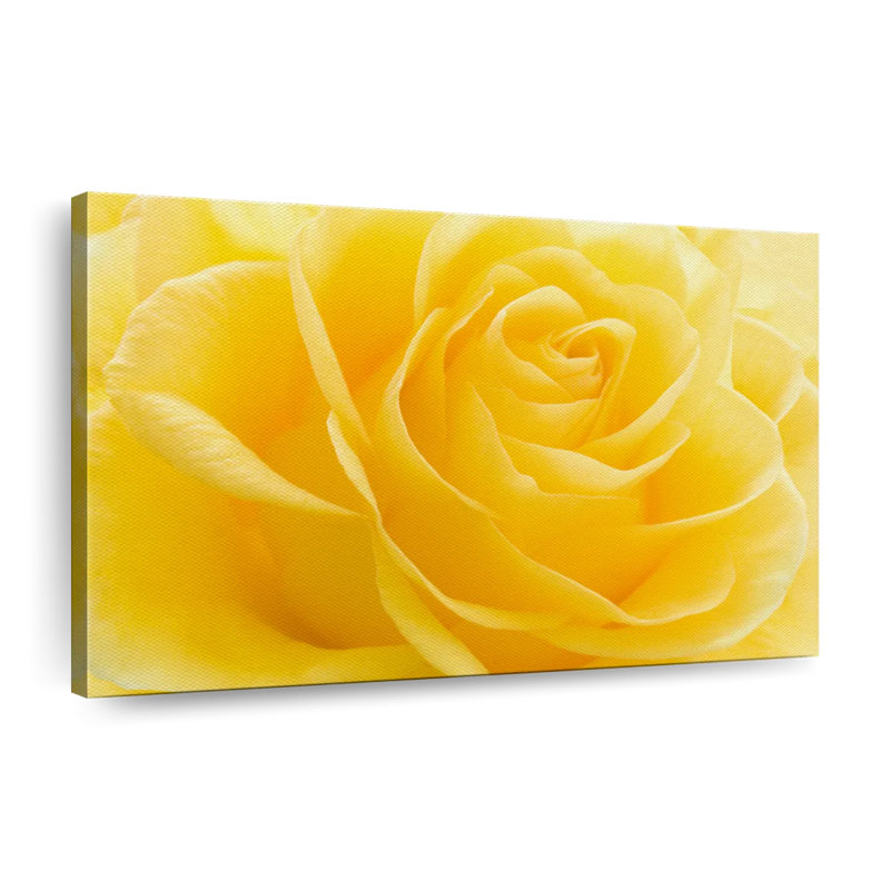 " Yellow Rose Petals ", 26" H x 39" W x 1.25" D