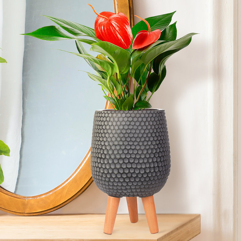 Honeycomb Style Egg Planter with Feet, 34cm H x 22cm W x 22cm D, Black