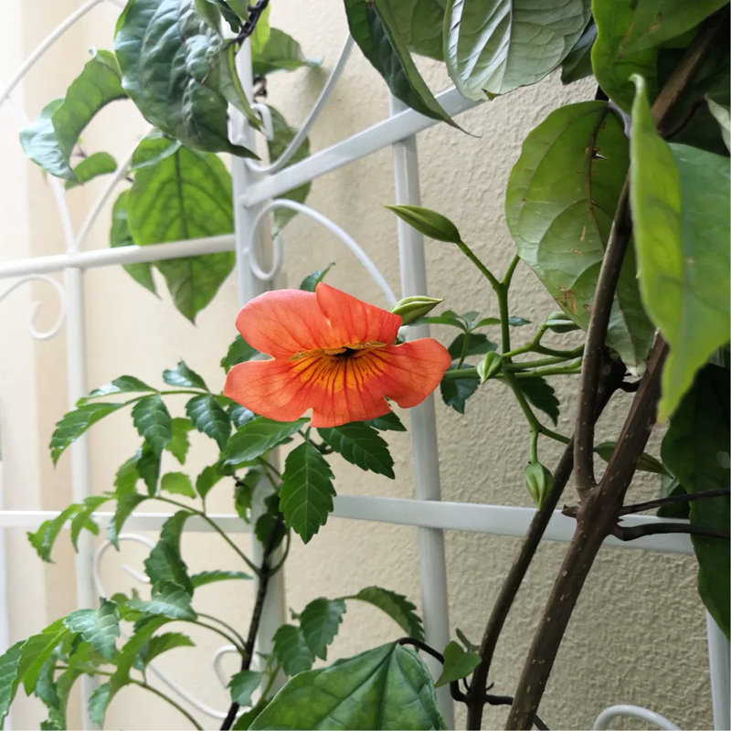 Ensemble de 2 treillis de jardin en métal 71 po x 19,7 po antirouille pour plantes grimpantes, crème de soutien pour fleurs d'extérieur