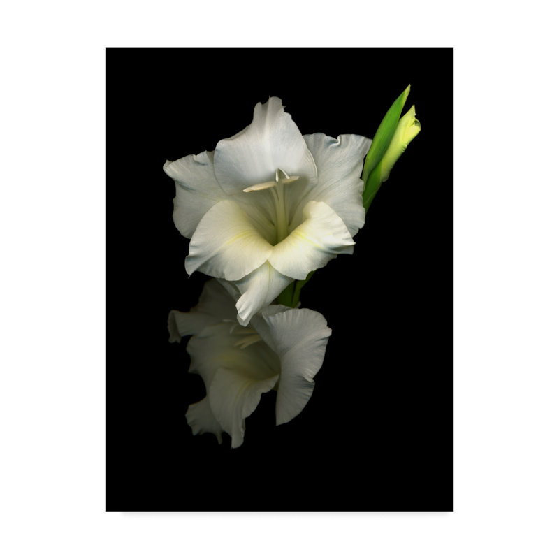 «Gladiola 4» par Dosta, impression sur toile tendue, H 19 po x l 14 po x P 2 po