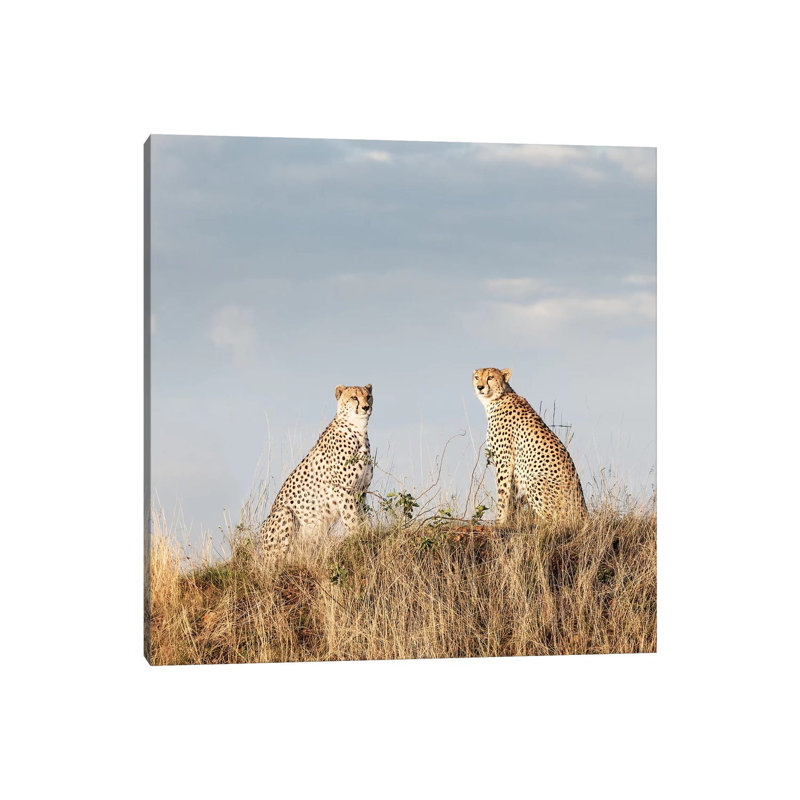 Colour Cheetah Duo by Klaus Tiedge - Wrapped Canvas Print, 45.72 cm H x 45.72 cm W x 3.175 cm D