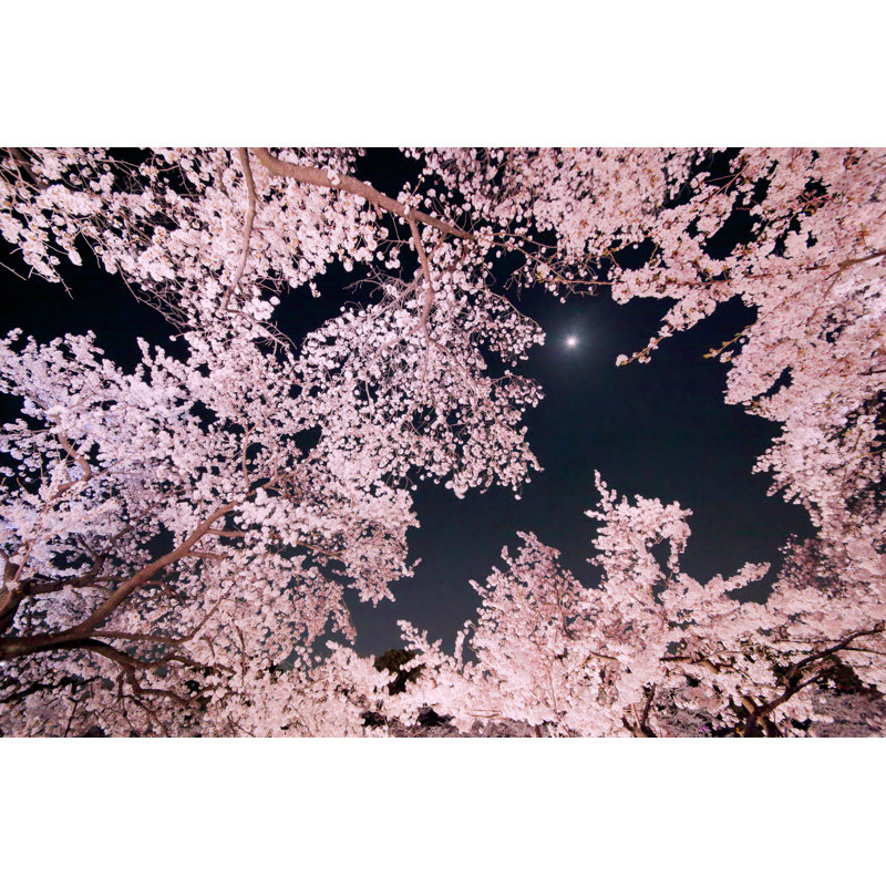 " Cherry Blossoms " by Taka4332, 24" H x 36" W  