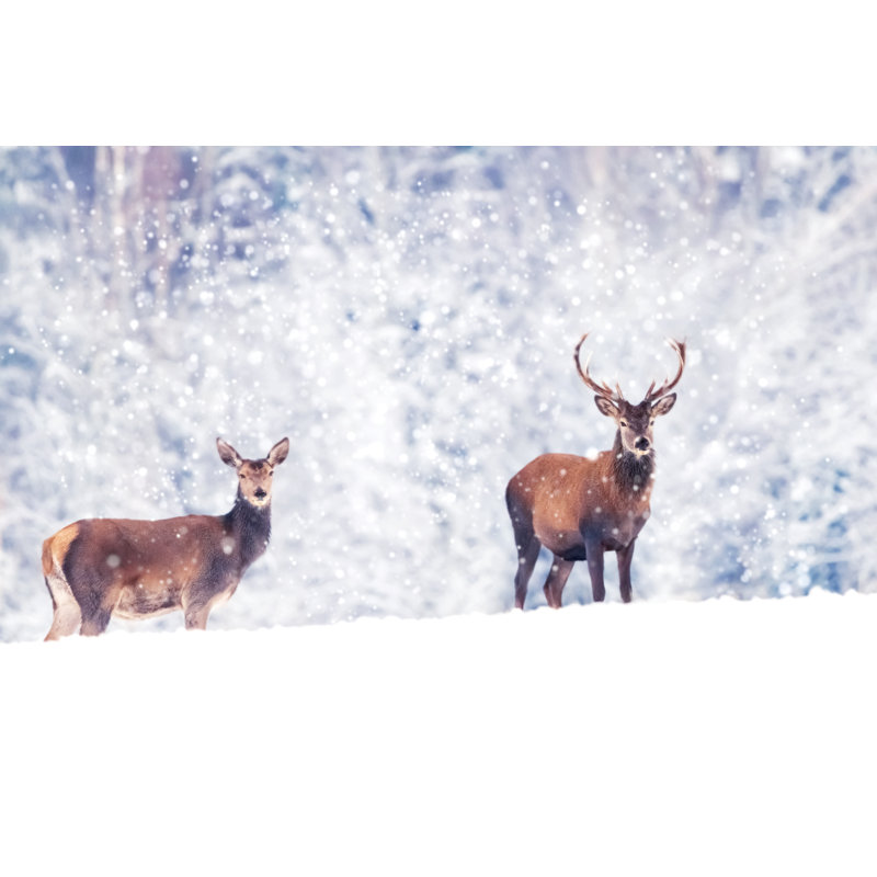 Noble Deer - Wrapped Canvas Print, 61cm H x 91cm W x 3.8cm D