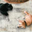 Tapis Mackeroy Quinn-598974618