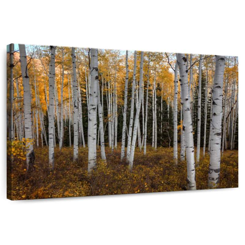 Alvord une forêt de trembles en automne, H 16 po x l 24 po