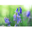 «Bluebell» par Martin Podt - impression-1730598177-1699502612
