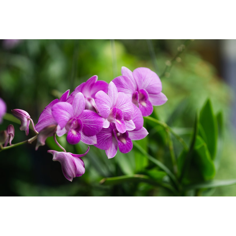 " The Purple Orchid Flower In Spring Day " by J88Design, 8" H x 12" W