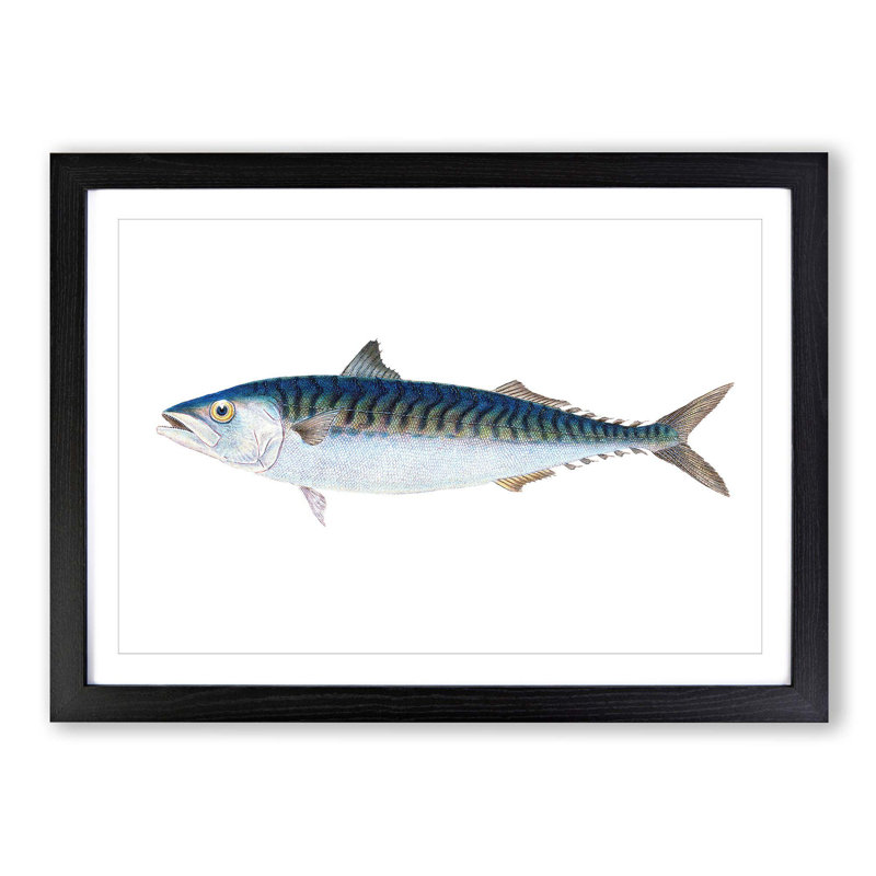 Mackerel Fish by Edward Donovan - Picture Frame Painting Print on MDF, 36cm H x 48cm W x 2cm D, Black Framed