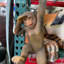 Statue grandeur nature singe Pilo Chimpanzee