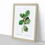 Oak Tree by Pierre-Joseph Redoute - Picture Frame Painting Print on MDF-55576965-55576960