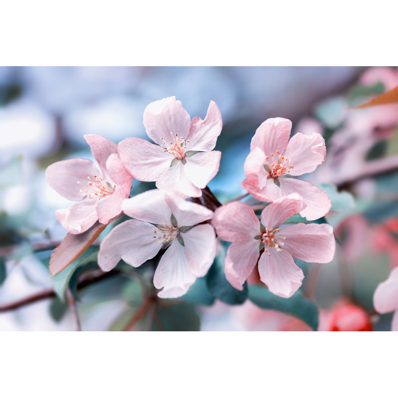 Apple-Tree Flowers by Skywet - Wrapped Canvas Print, 30.48cm H x 45.72cm W