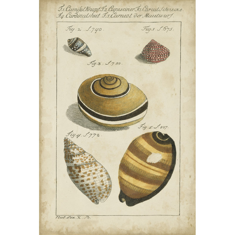 Vintage Shell Study IV by Martini - Wrapped Canvas Print, 46cm H x 30cm W