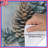 Pinecone Eucalyptus Arrangement Duvet Covers-125233205