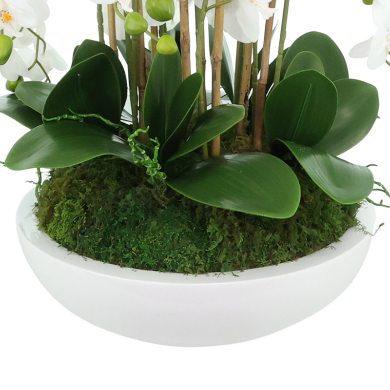 Orchid Arrangement in Round Fiberstone Pot, 31" H x 30" W x 30" D