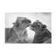 Art sur toile, lions boliviens, Marco Pozzi-109223574