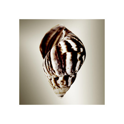 Gilt Shells II Print by Zoey Riley