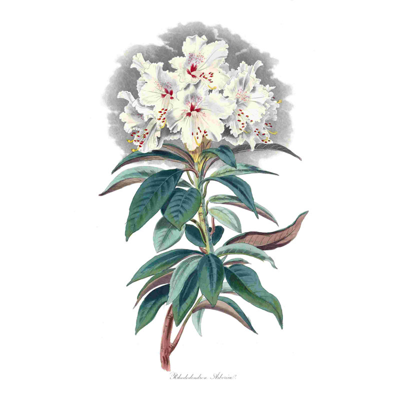 " White Rhododendron ", 18" H x 12" W  