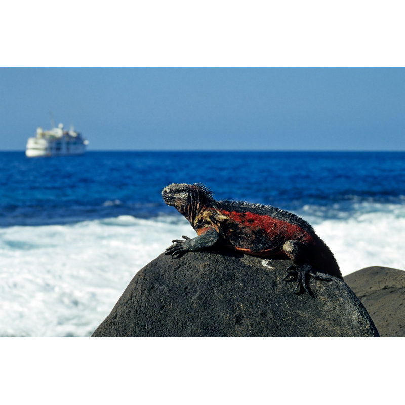 Marine Iguana by Wafue - Wrapped Canvas Print, 61 cm H x 91 cm W