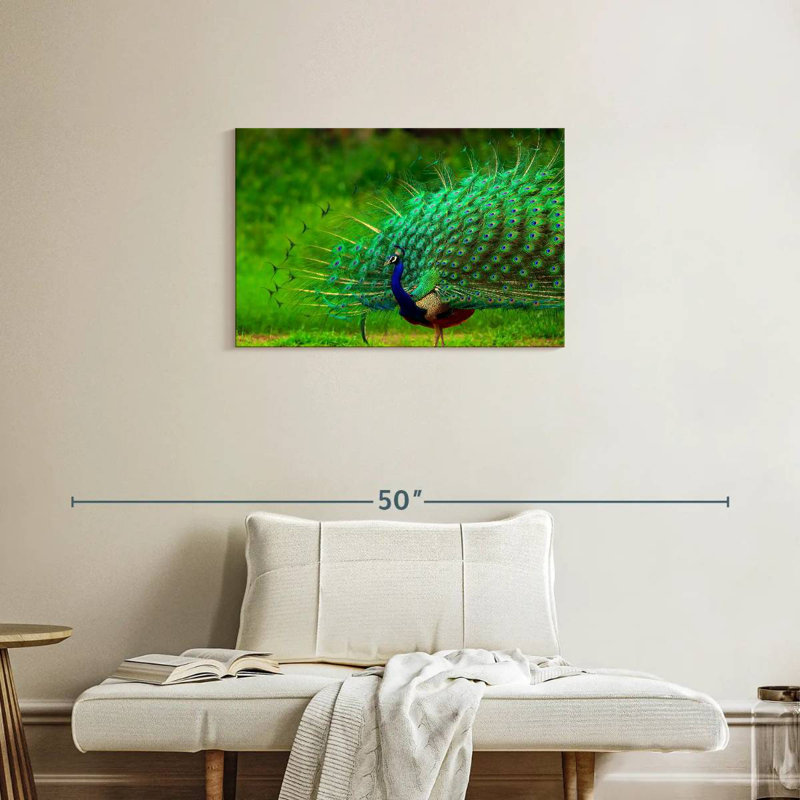 Plumage bleu paon bleu brillant, 20" H x 30" W