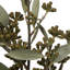 Amber Fruit Foliage Plant