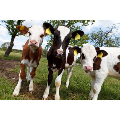 Vaches curieuses et amusantes